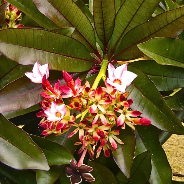 Ornamental_Pong_Organic_Plant_For_Home