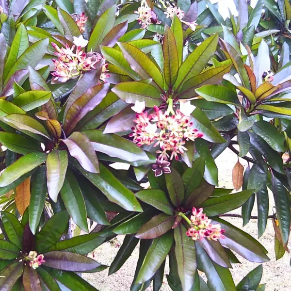 Ornamental_Pong_Organic_Plant_For_Home