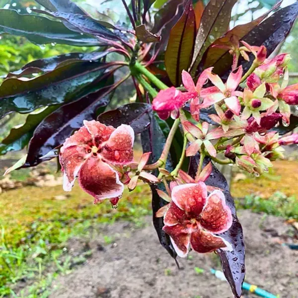 Ornamental_Pong_Organic_Plant_For_Home