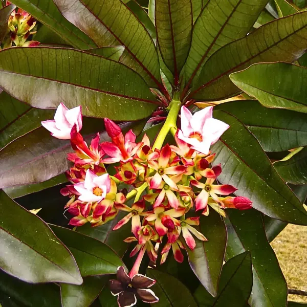 Ornamental_Pong_Organic_Plant_For_Home