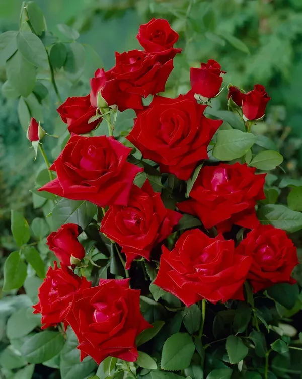 Chrysler_Imperial_Rose_Organic_Plant