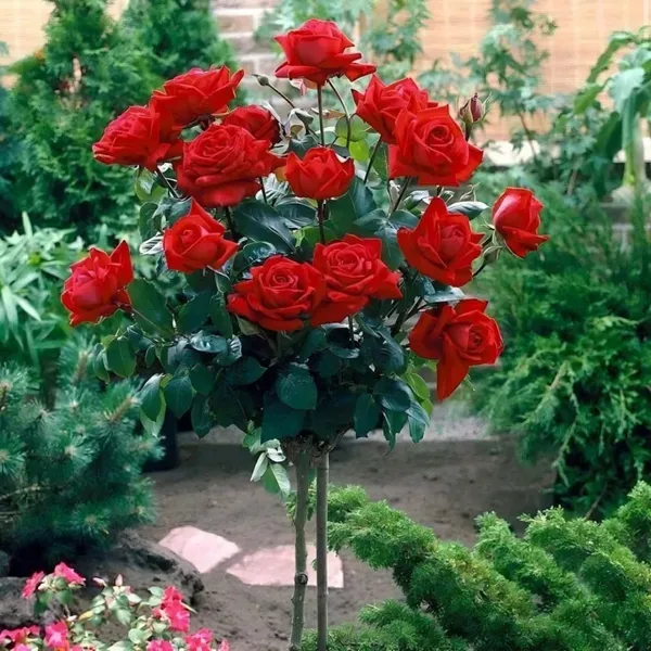 Chrysler_Imperial_Rose_Organic_Plant