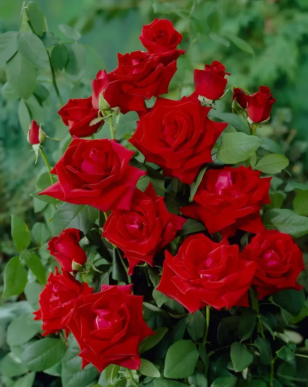 Chrysler_Imperial_Rose_Organic_Plant