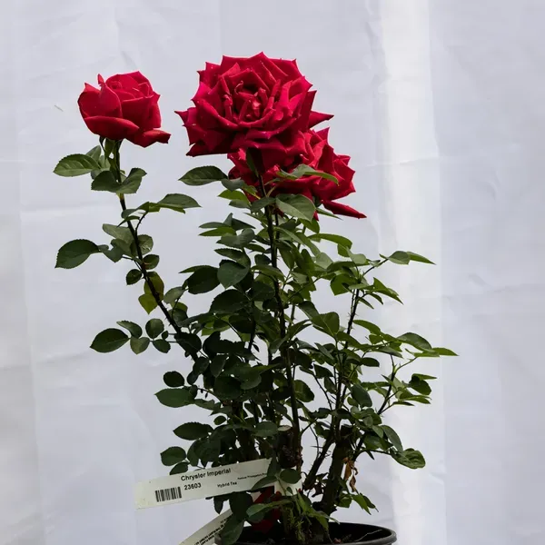 Chrysler_Imperial_Rose_Organic_Plant