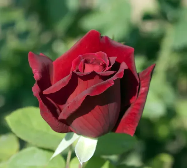 Chrysler_Imperial_Rose_Organic_Plant