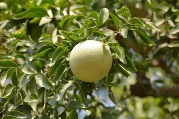 Ornamental_Bael___Organic_Plant_For_Home