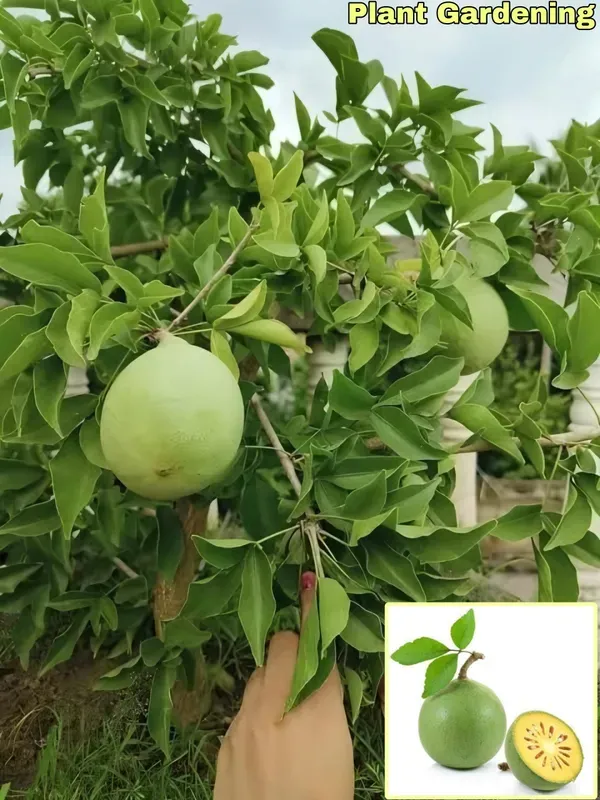 Ornamental_Bael___Organic_Plant_For_Home