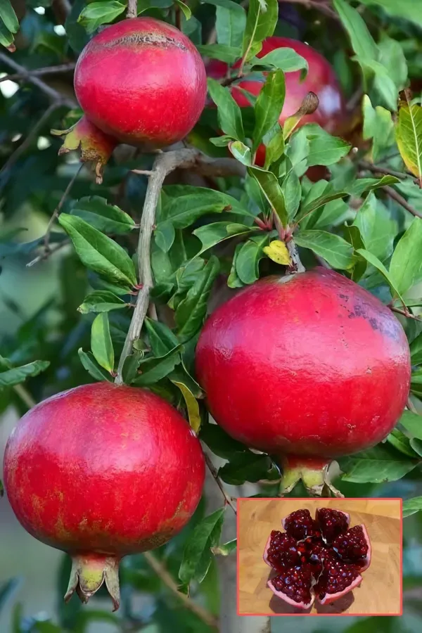 Super_Vagoa_Organic_Pomegranate_Plant