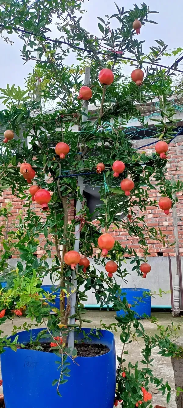 Super_Vagoa_Organic_Pomegranate_Plant