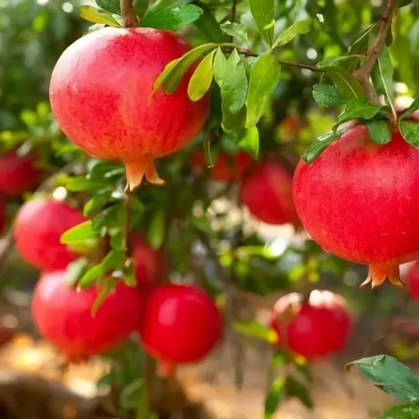 Super_Vagoa_Organic_Pomegranate_Plant