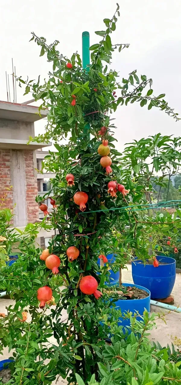 Super_Vagoa_Organic_Pomegranate_Plant