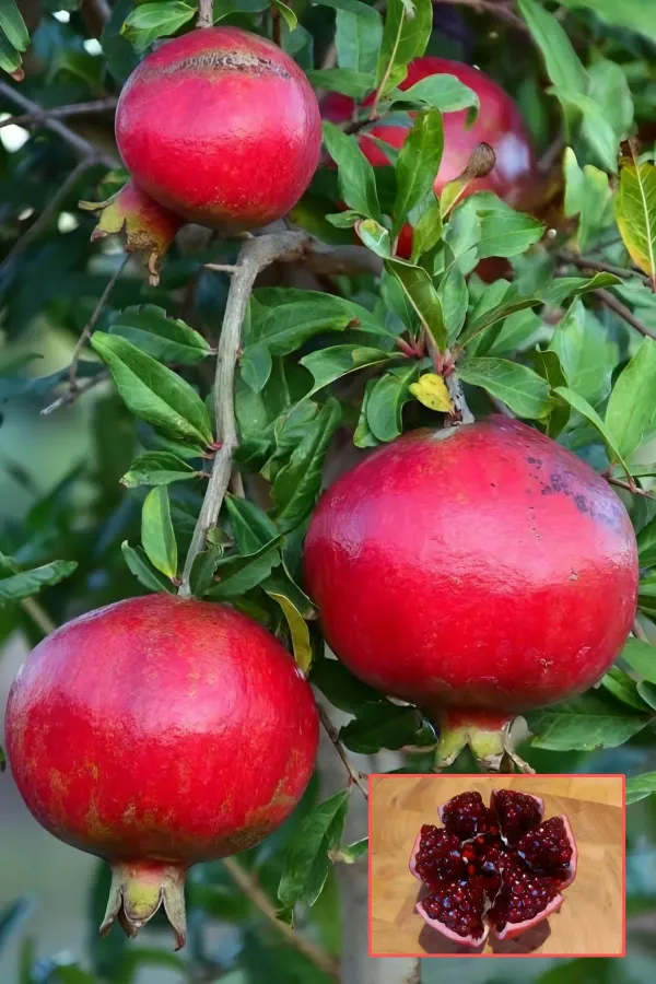 Super_Vagoa_Organic_Pomegranate_Plant