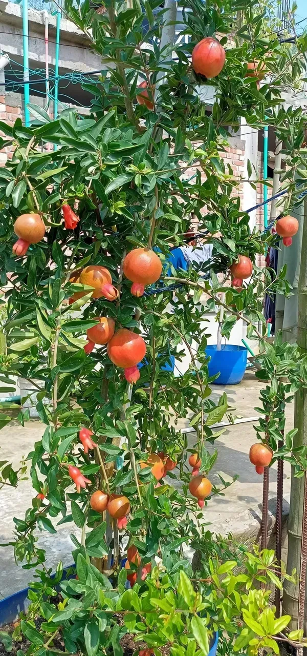 Super_Vagoa_Organic_Pomegranate_Plant