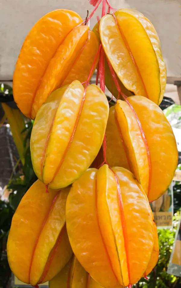 Gaint_Ornamental_Fruit_Organic_Plant