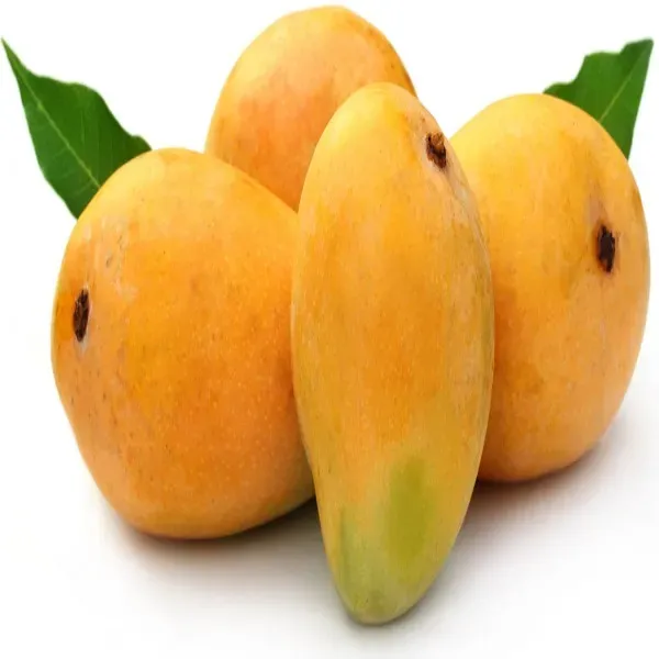 Ornamental_Bahar_Mango_Plant_Organic