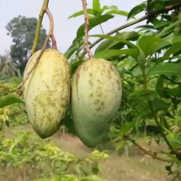 Ornamental_Bahar_Mango_Plant_Organic