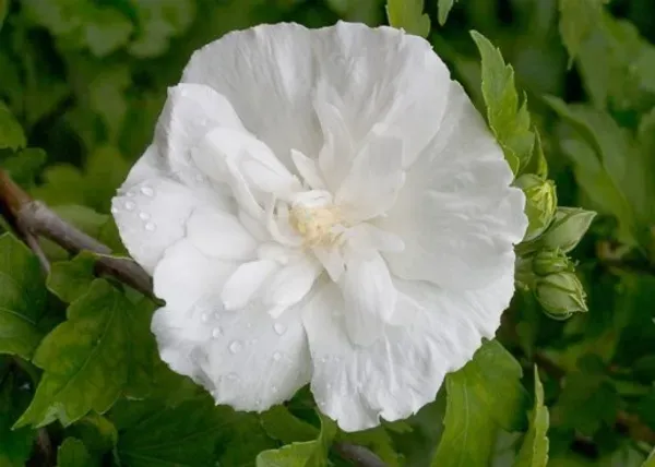 White_Chffion_Hibiscus_Organic_Plant