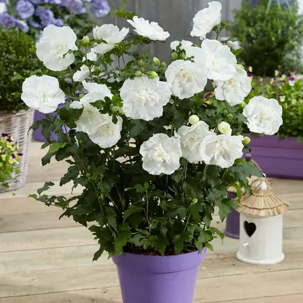 White_Chffion_Hibiscus_Organic_Plant