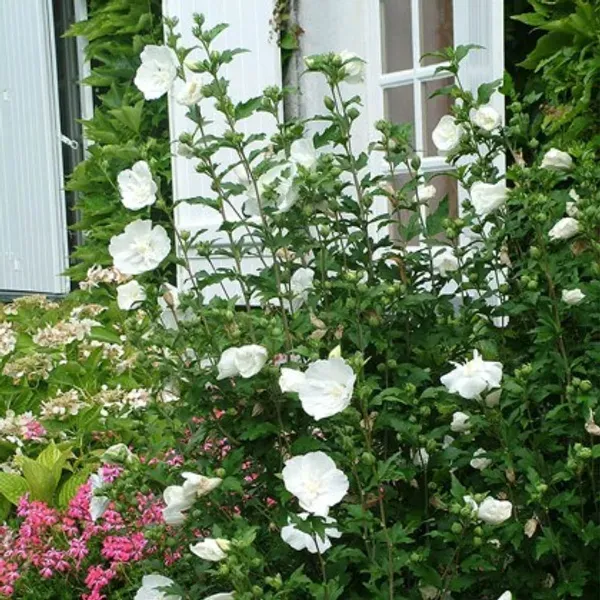 White_Chffion_Hibiscus_Organic_Plant