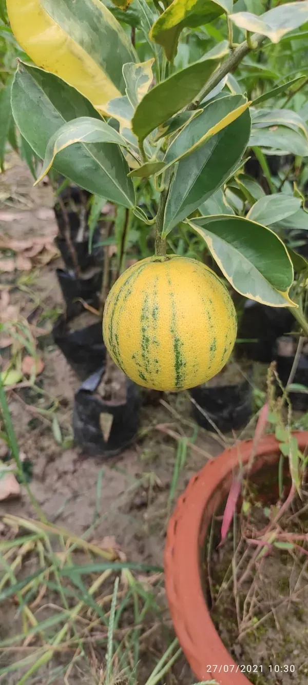 Verigated_Malta___Organic_Plant_For_Home