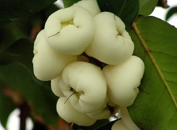 White_Water_Apple_Organic_Plant