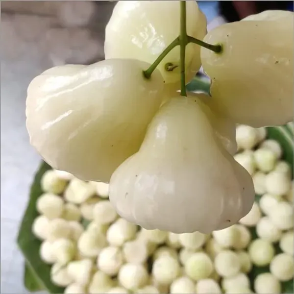 White_Water_Apple_Organic_Plant