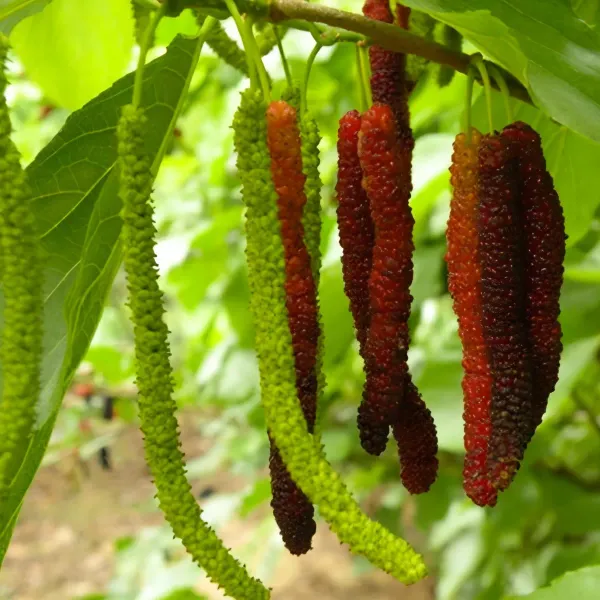 Mulberry_Long___Organic_Plant_For_Home