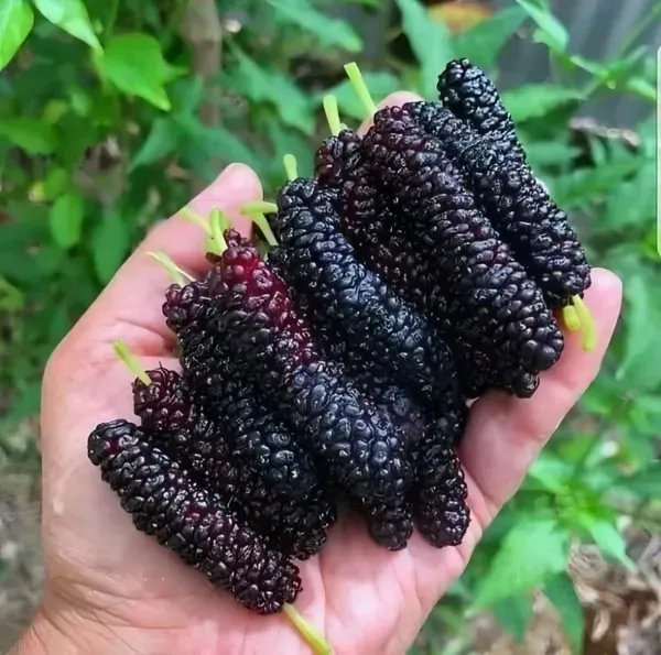 Mulberry_Long___Organic_Plant_For_Home