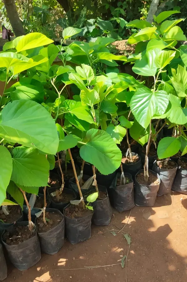 Mulberry_Long___Organic_Plant_For_Home