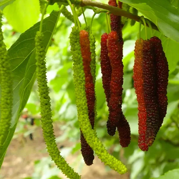 Mulberry_Long___Organic_Plant_For_Home