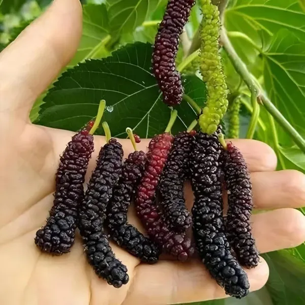Mulberry_Long___Organic_Plant_For_Home