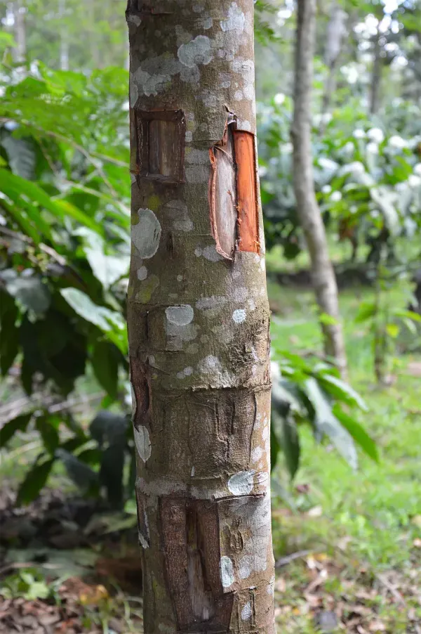 Cinnaman_Dalchini_Plant_Organic_Cinnamon