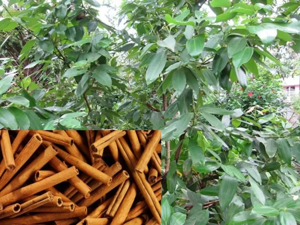 Cinnaman_Dalchini_Plant_Organic_Cinnamon