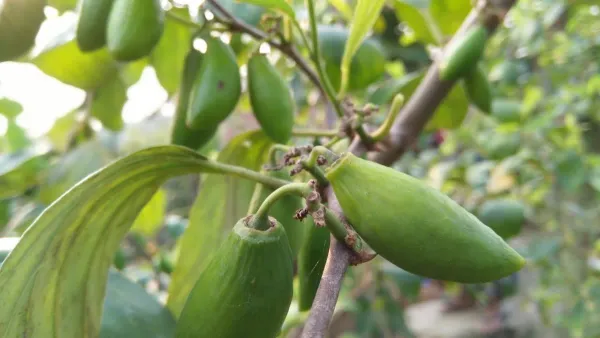 Coconut_Ornamental___Organic_Plant_For_Home