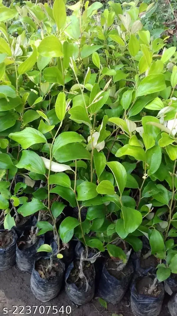 Coconut_Ornamental___Organic_Plant_For_Home