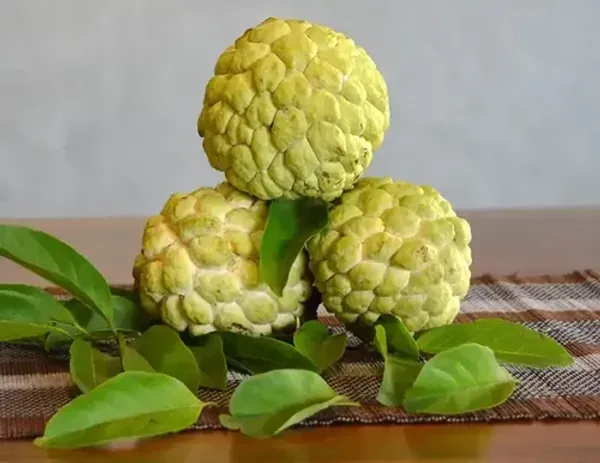 Golden_Custard_Apple_Organic_Plant