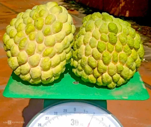 Golden_Custard_Apple_Organic_Plant