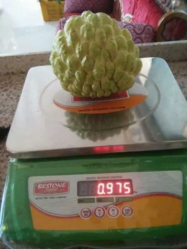 Golden_Custard_Apple_Organic_Plant