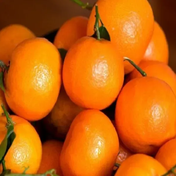 Kashmiri_Kinnu_Orange_Organic_Plant