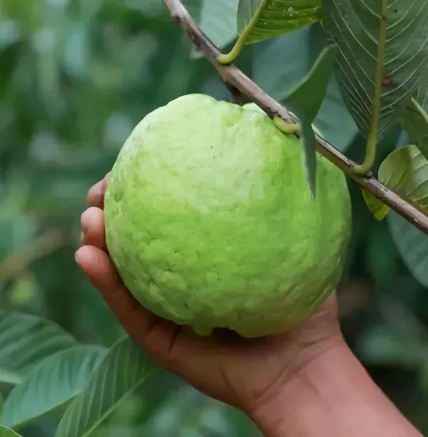 Ornamental_Guava_Organic_Plant_For_Home