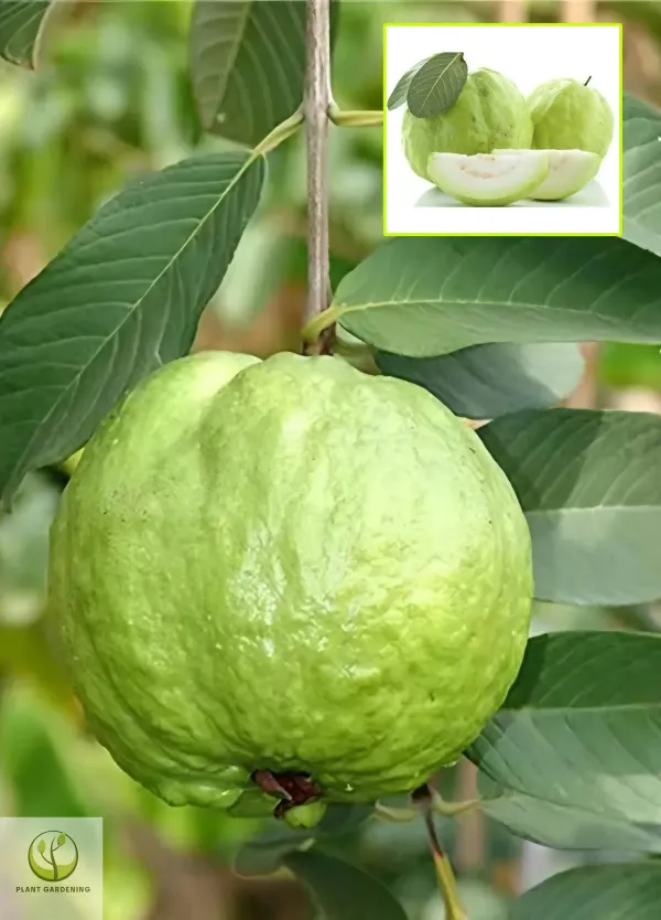 Ornamental_Guava_Organic_Plant_For_Home