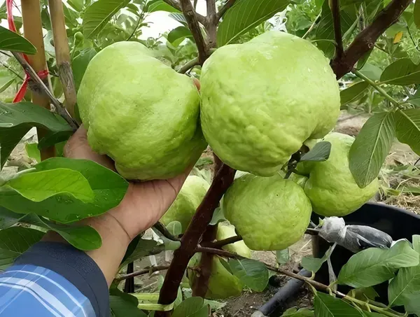 Ornamental_Guava_Organic_Plant_For_Home