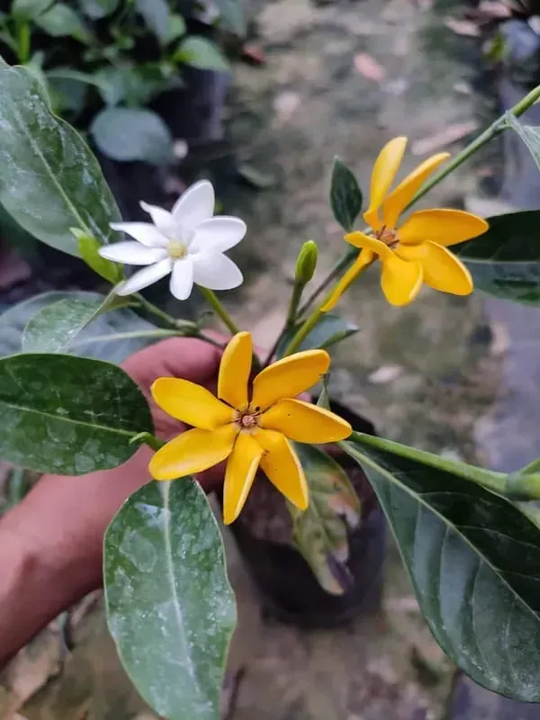 Changing_Togor_Fragrence_Organic_Plant