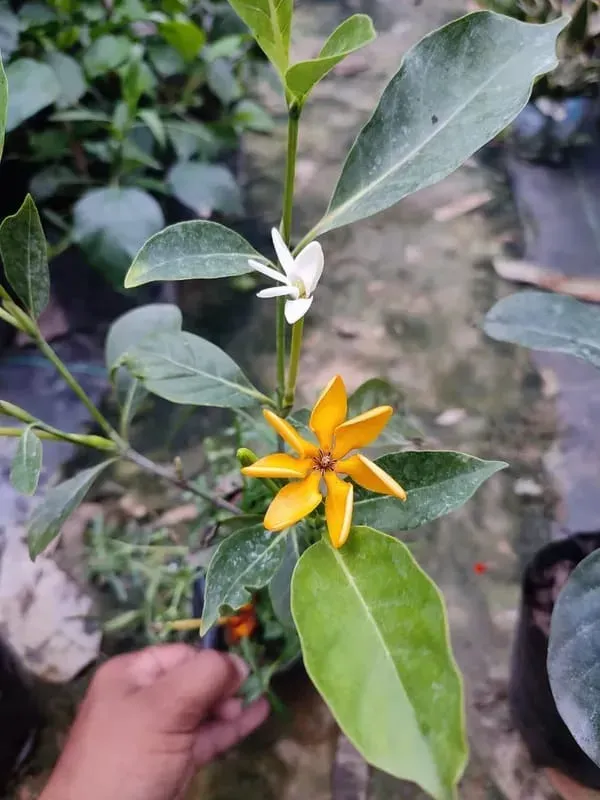 Changing_Togor_Fragrence_Organic_Plant