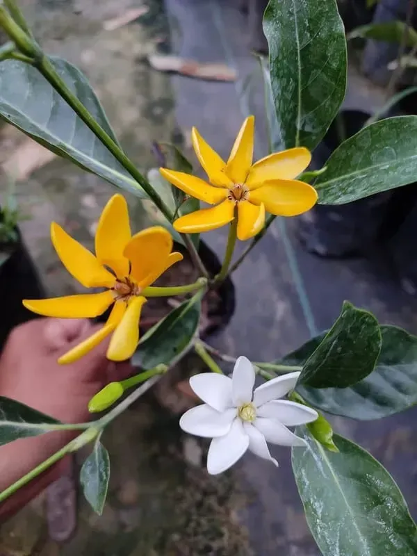 Changing_Togor_Fragrence_Organic_Plant