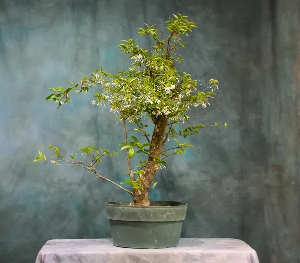 Water_Jasmine_Bonsai_Organic_Home