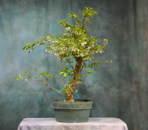 Water_Jasmine_Bonsai_Organic_Home