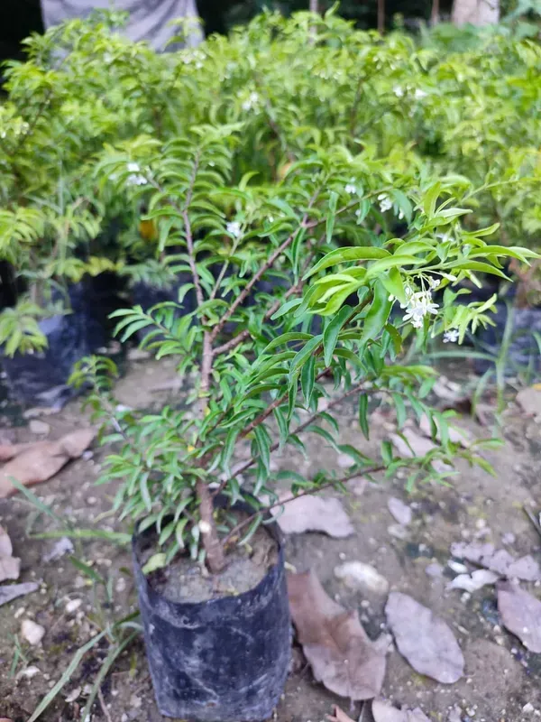 Water_Jasmine_Bonsai_Organic_Home
