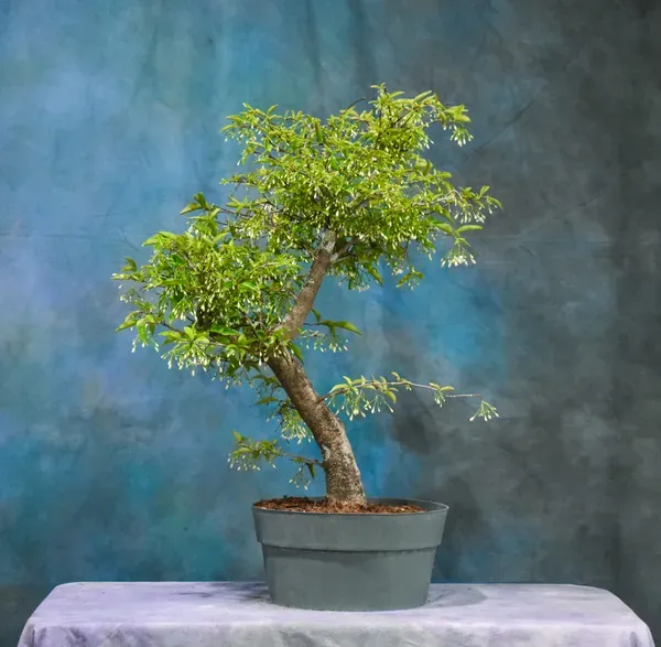 Water_Jasmine_Bonsai_Organic_Home