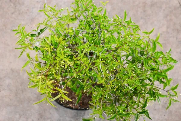 Water_Jasmine_Bonsai_Organic_Home